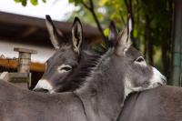 3e6c4a91-22a5-4058-8f54-ff3a8385fdf3